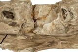 Fossil Mosasaur (Tylosaurus) Jaw - Kansas #197476-3